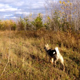 The Time of the Wolf by Thomas A. MacDonald